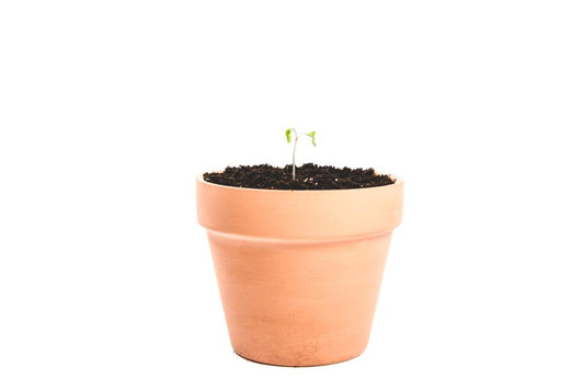 Clay Pot